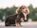 A dachshund dog with a long brown coat, sitting on an asphalt surface. The background appears to be a blurred green natural setting, suggesting a park or wooded area. The dog is wearing a harness and looking towards the camera with a calm expression.