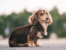 A dachshund dog with a long brown coat, sitting on an asphalt surface. The background appears to be a blurred green natural setting, suggesting a park or wooded area. The dog is wearing a harness and looking towards the camera with a calm expression.