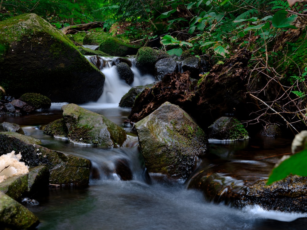 a stream running through a lush green forest