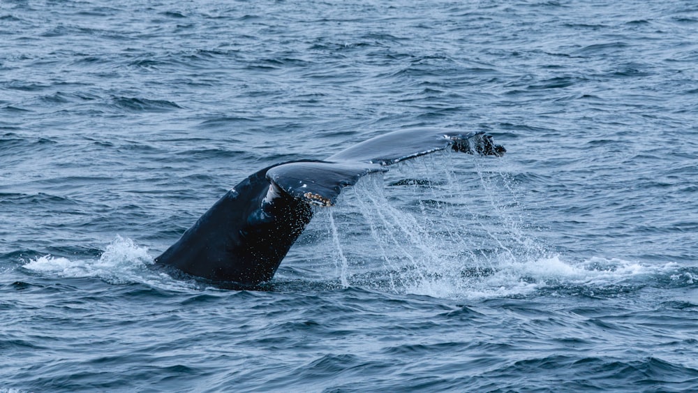 a humpback whale dives into the water