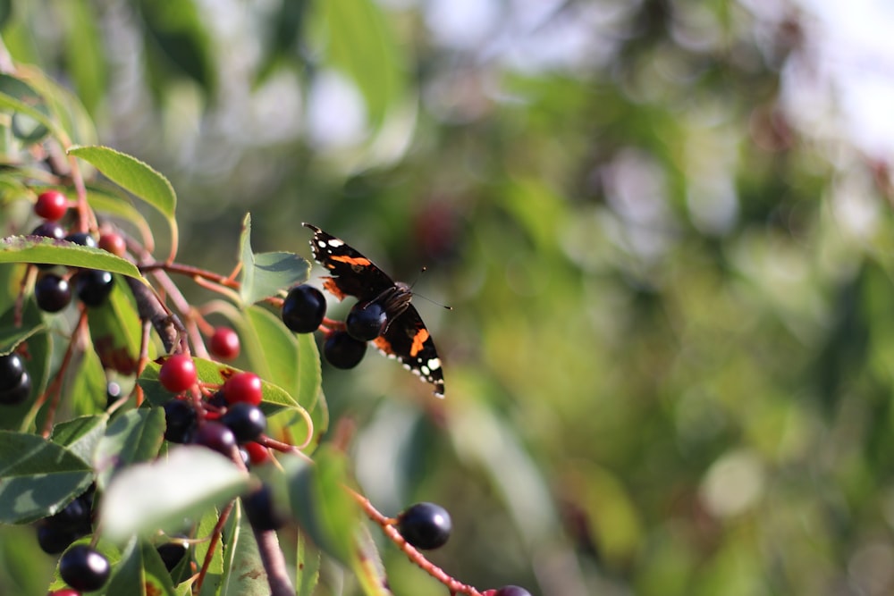 a butterfly sitting on top of a tree filled with berries