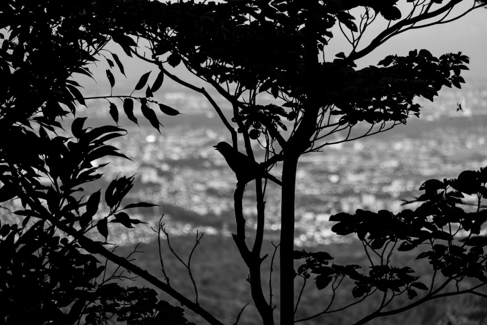 a black and white photo of a bird in a tree