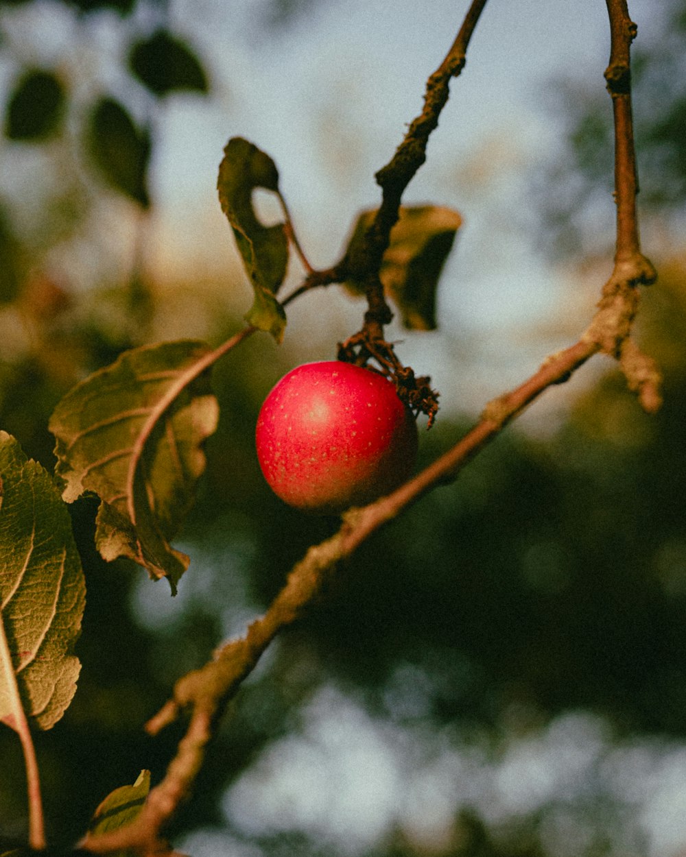 une pomme rouge suspendue à une branche d’arbre