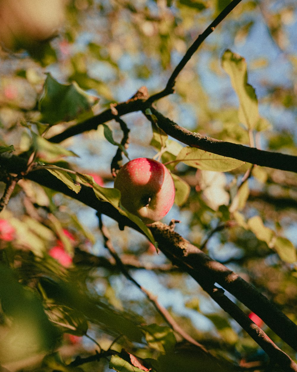 an apple is hanging on a tree branch