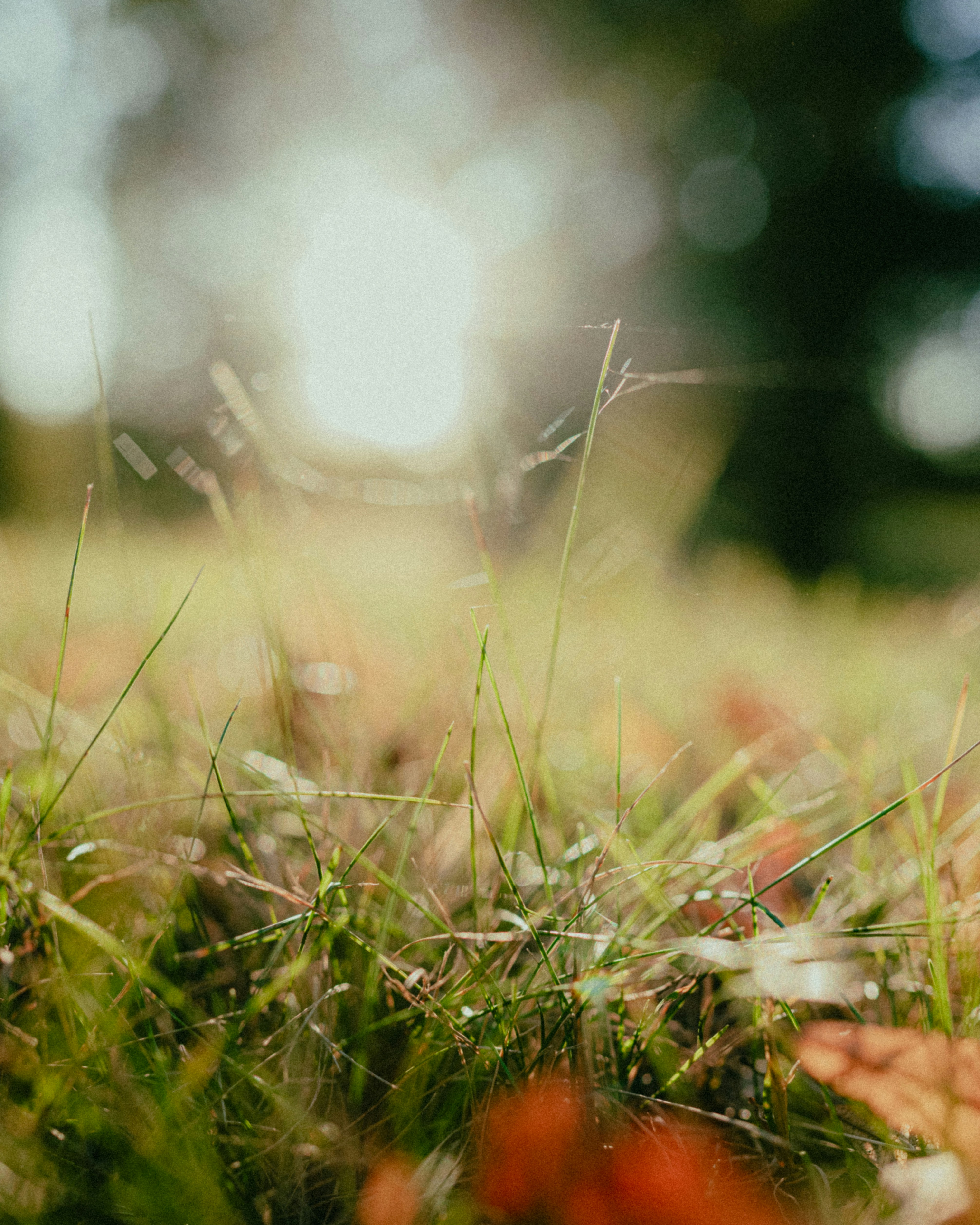 Photo by luca_severin