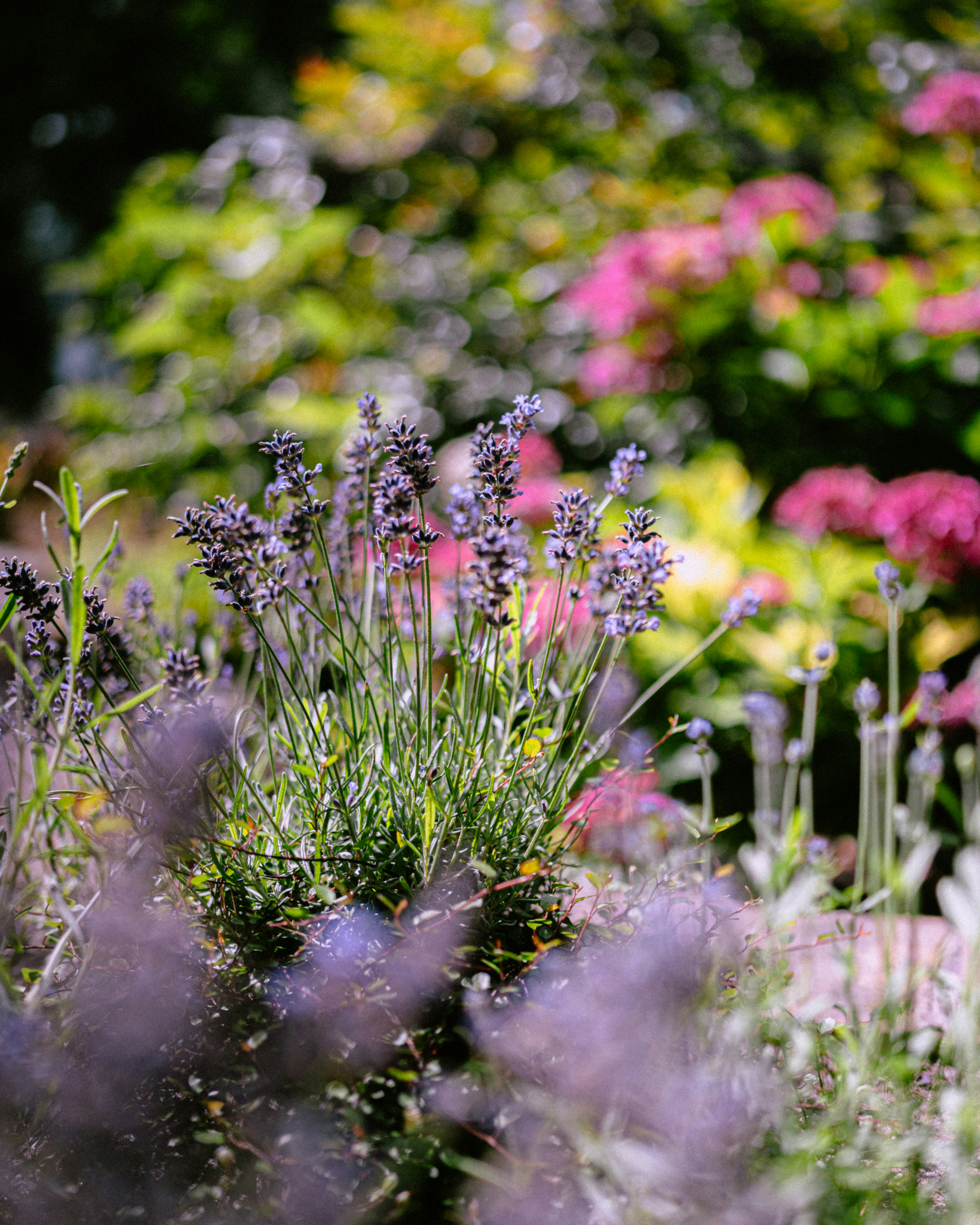 Photo by luca_severin