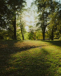 Sunlight filtering through ancient oaks over lush, regenerating pastureland.