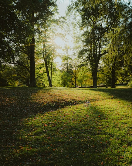 Sunlight filtering through ancient oaks over lush, regenerating pastureland.