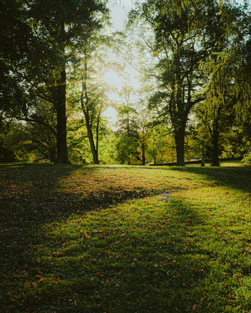 the sun shines through the trees in the park