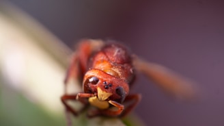 A close-up image of a reddish-brown insect, possibly a wasp, with intricate details visible in its compound eyes and antennae. The background is blurred, creating a bokeh effect, which draws focus to the insect's textures and colors.