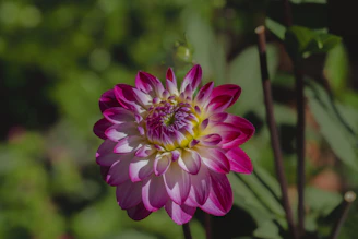 A vibrant floral video invitation preview with animated petals and soft music.