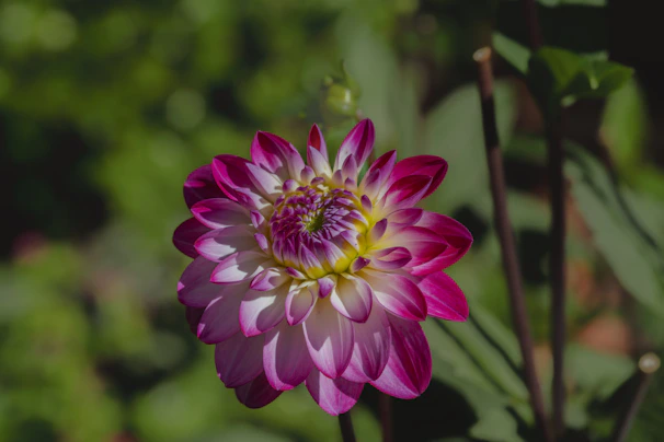 A vibrant floral video invitation preview with animated petals and soft music.