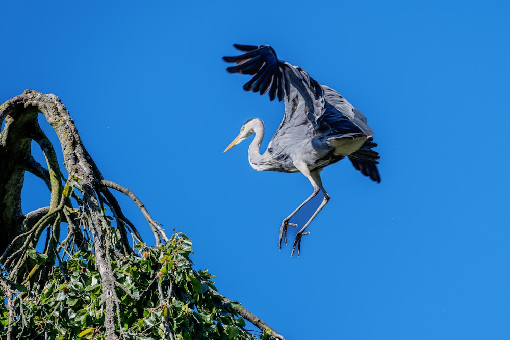 a large bird flying through a blue sky