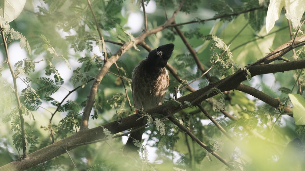 a bird sitting on a branch of a tree