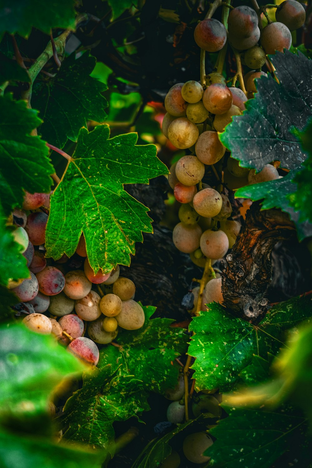 a bunch of grapes hanging from a vine