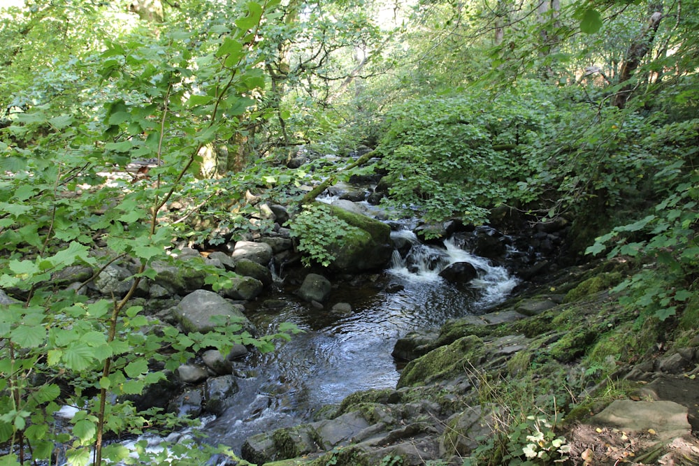 a stream running through a lush green forest