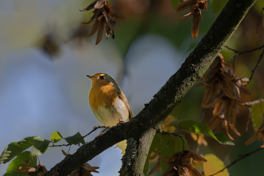 a small bird perched on a tree branch