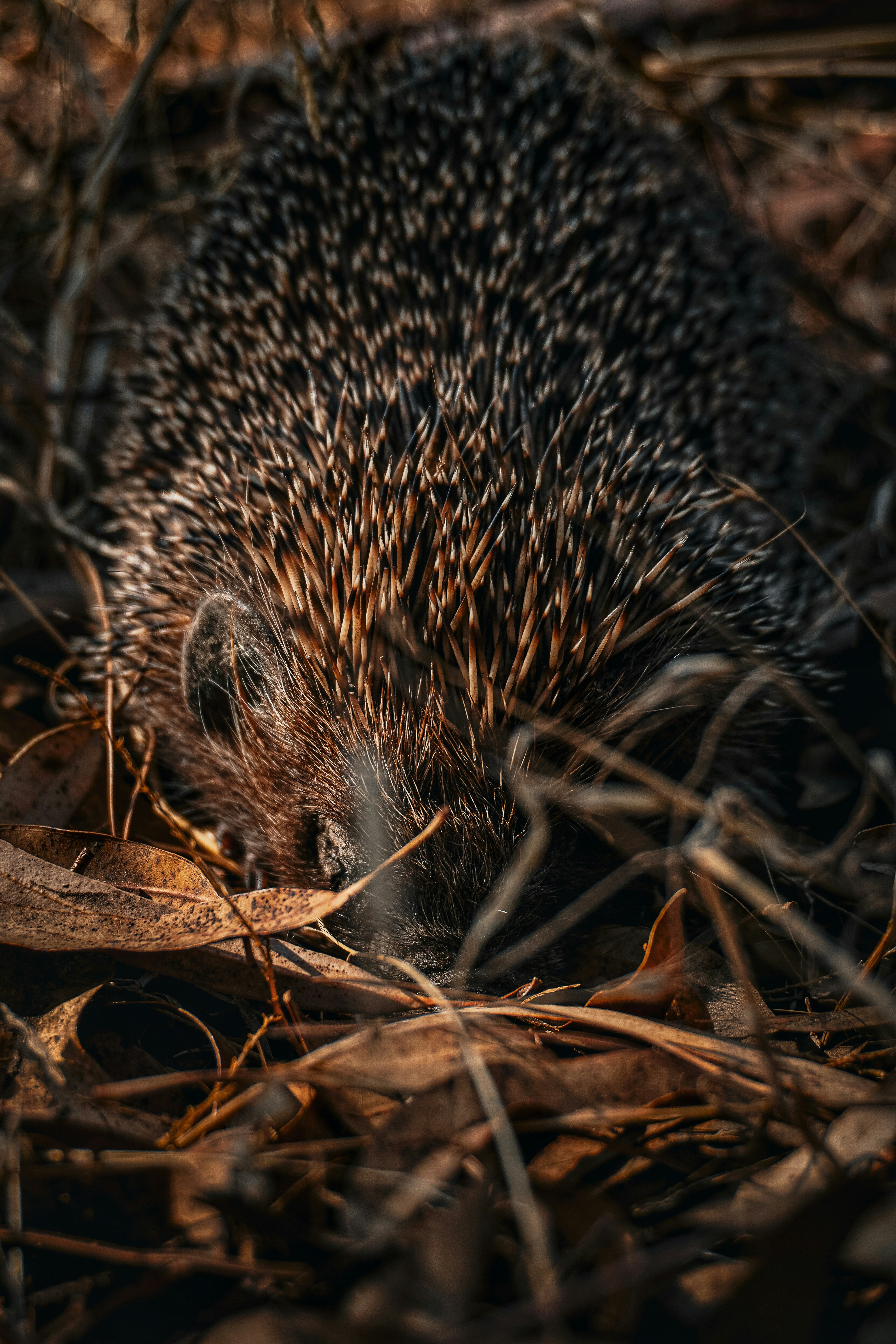 a hedgehog walking through a field of dry grass