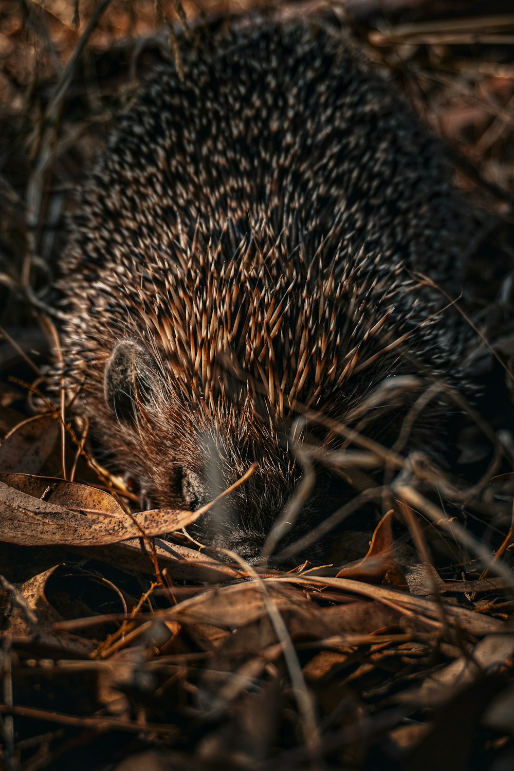 a hedgehog walking through a field of dry grass
