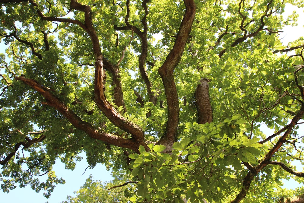 a bird is sitting in the middle of a tree