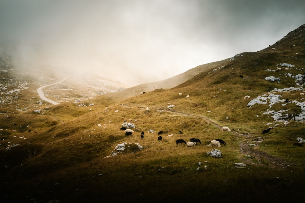 a herd of sheep grazing on a lush green hillside