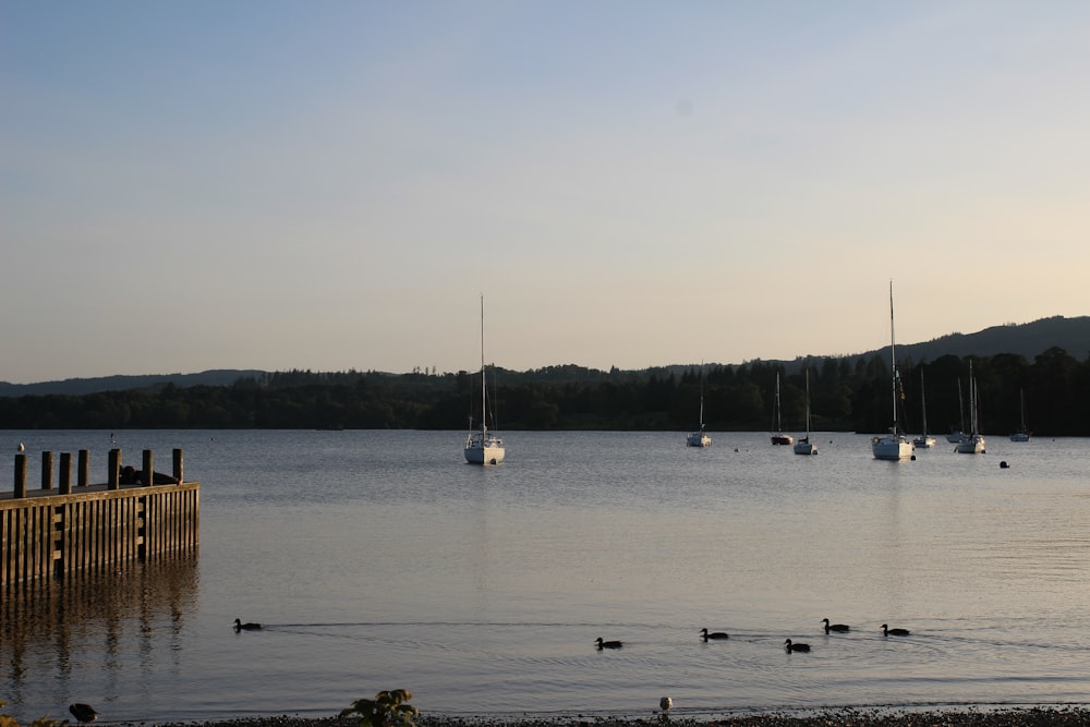 a body of water filled with lots of boats