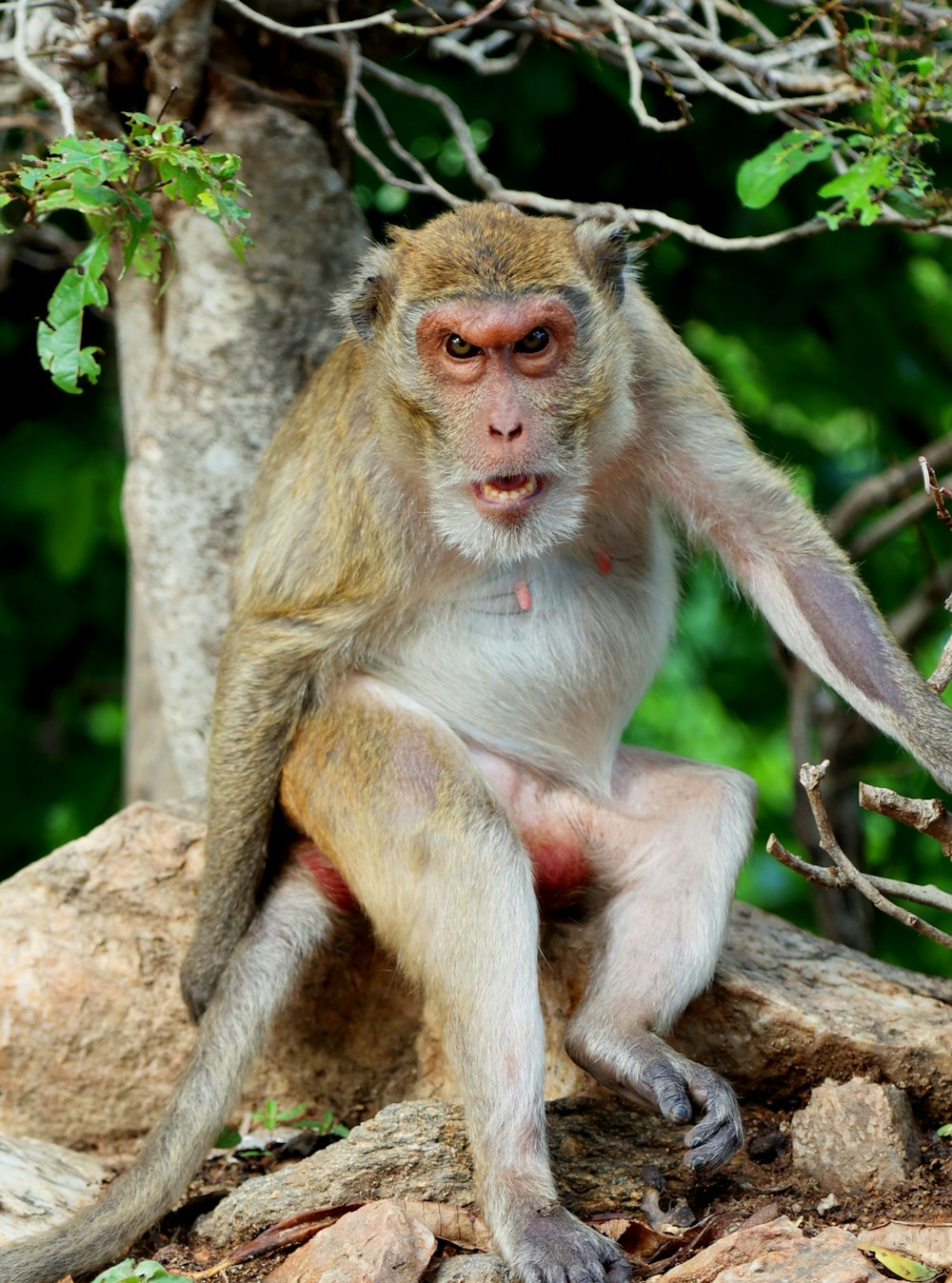 a monkey sitting on a rock in a forest