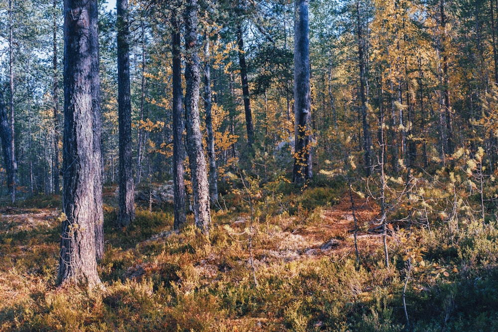 a forest filled with lots of tall trees