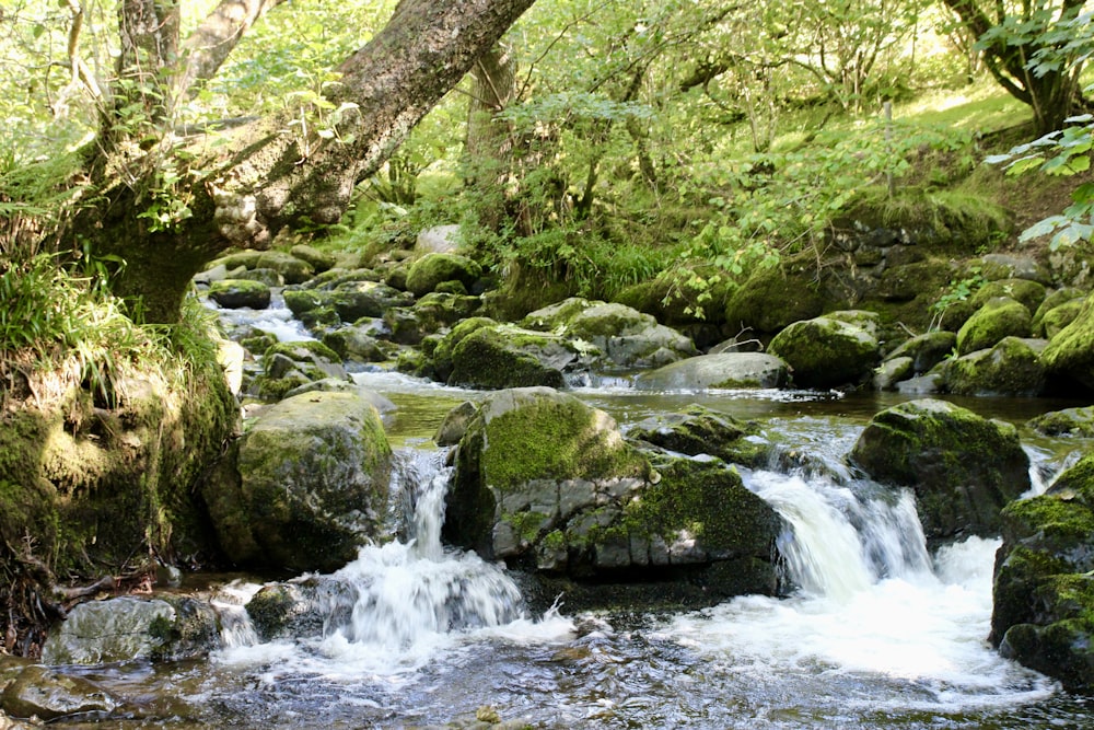 a stream running through a lush green forest