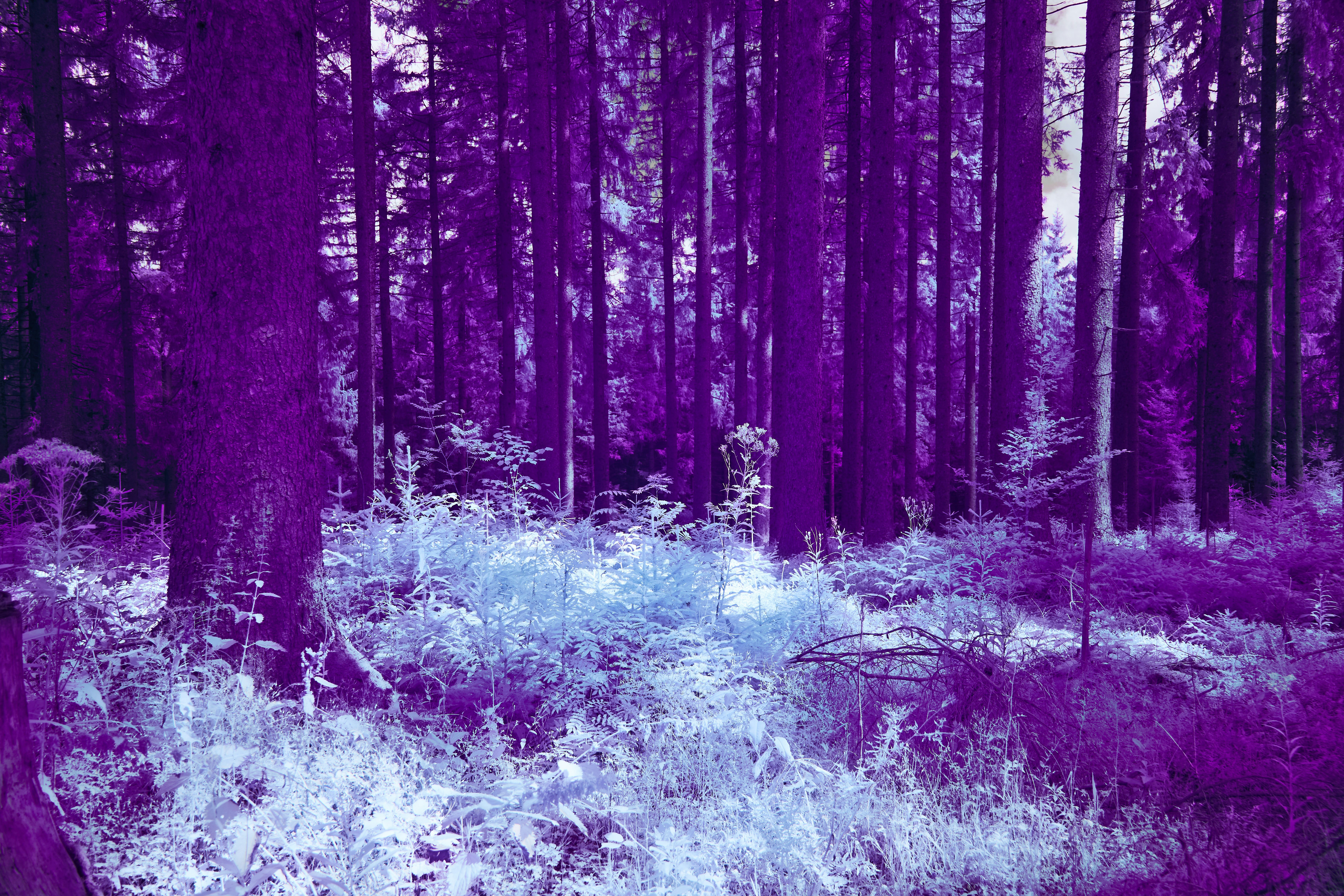 Photo by wolfgang_hasselmann