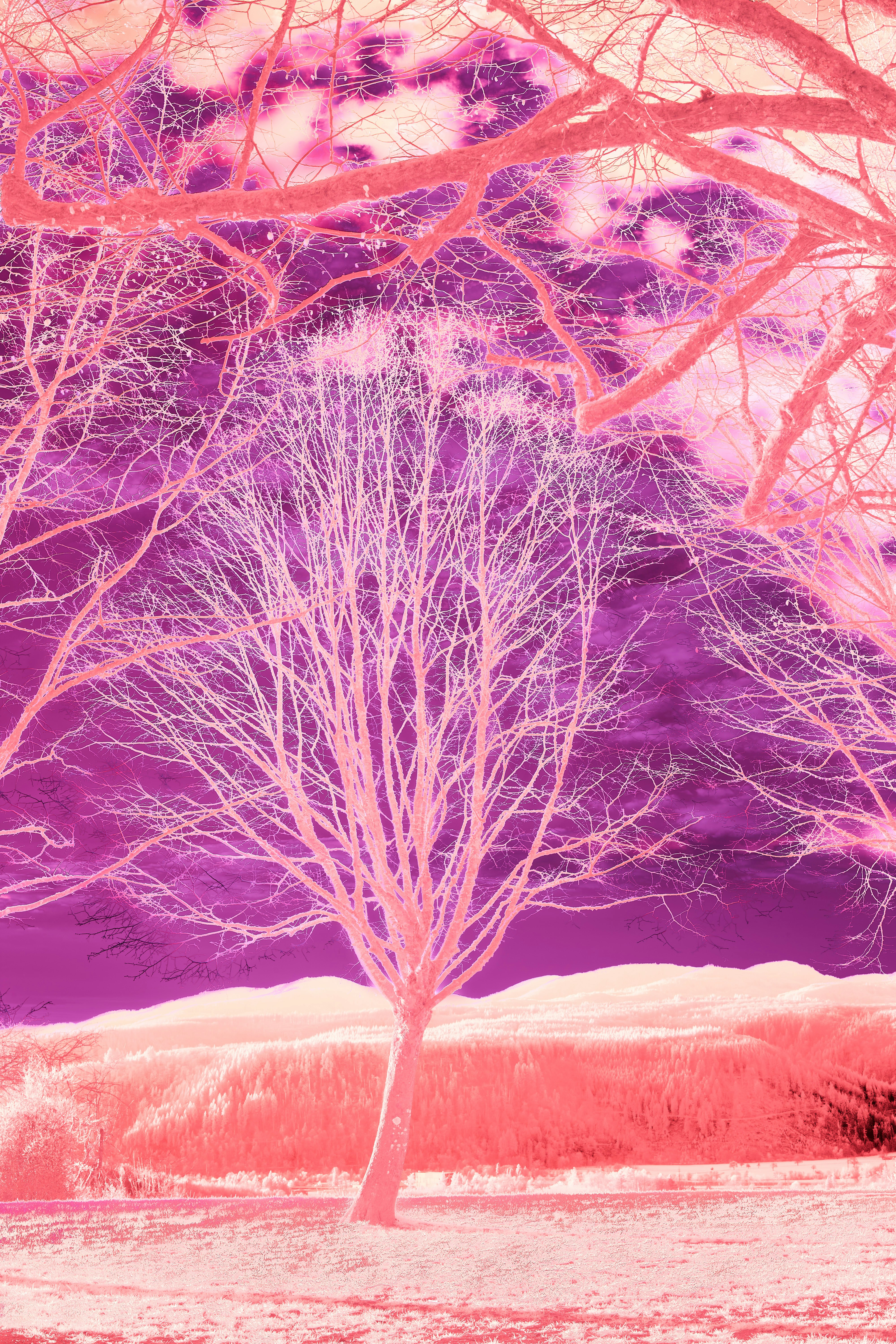 Photo by wolfgang_hasselmann