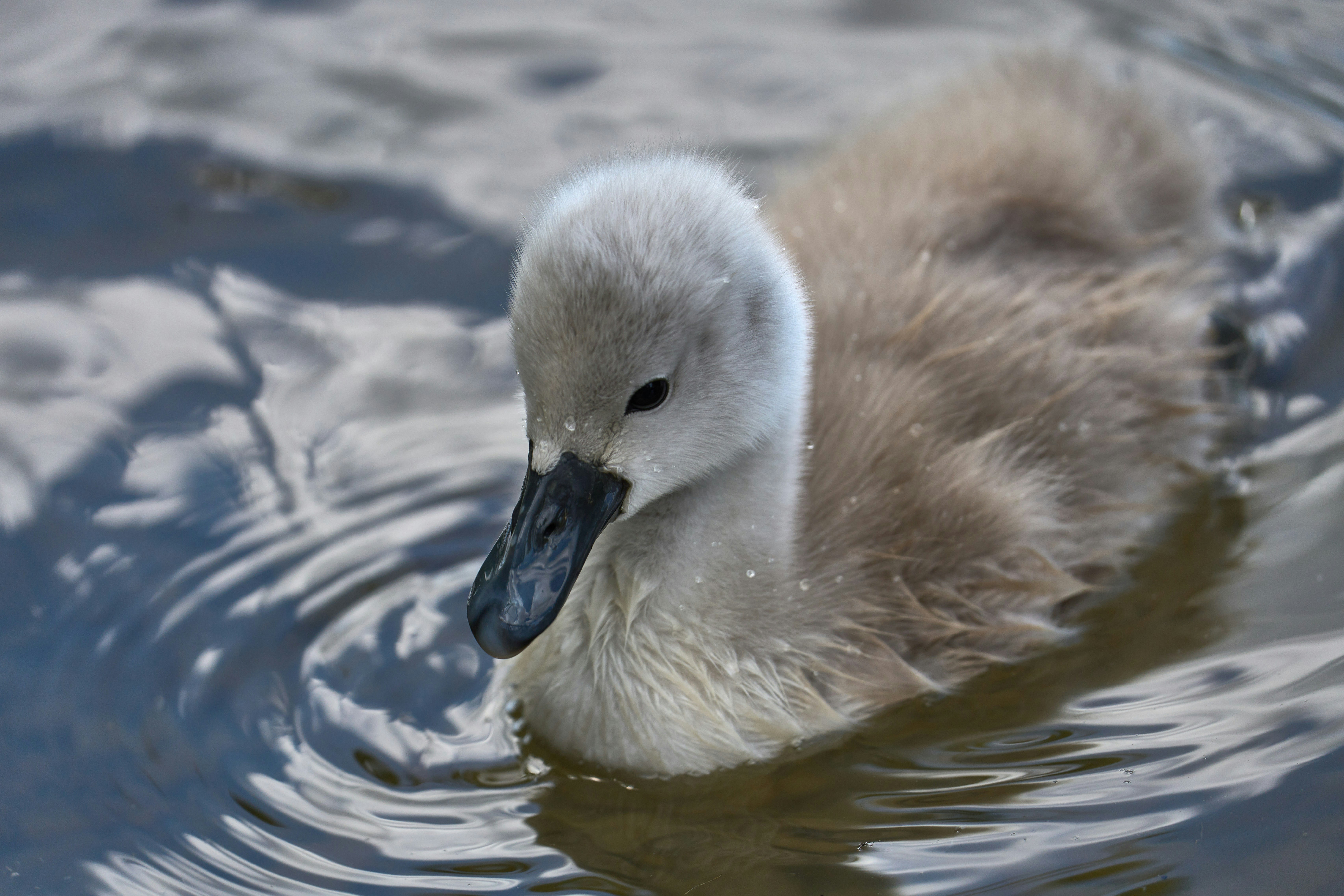 Photo by wolfgang_hasselmann