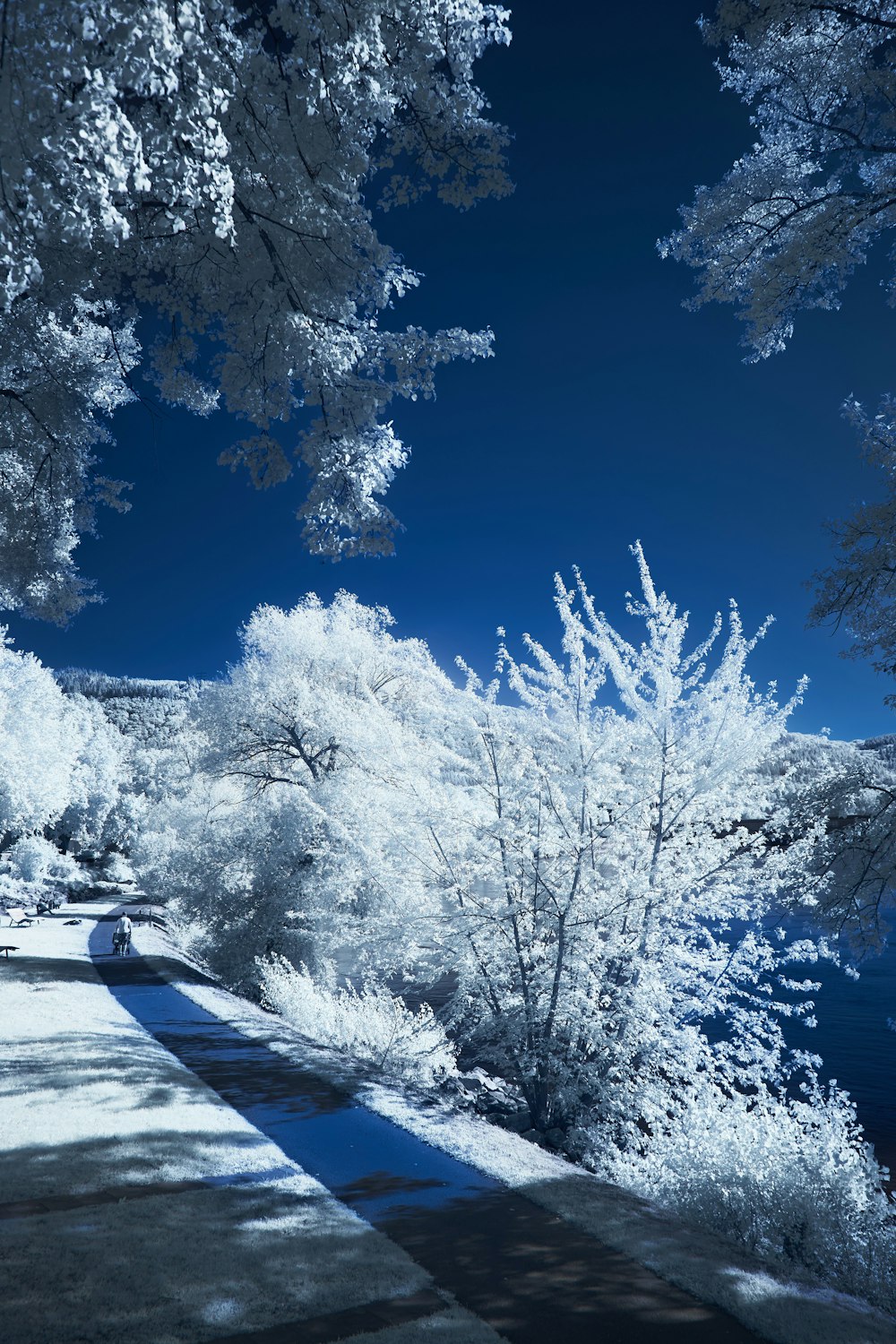 a blue and white photo of trees and water