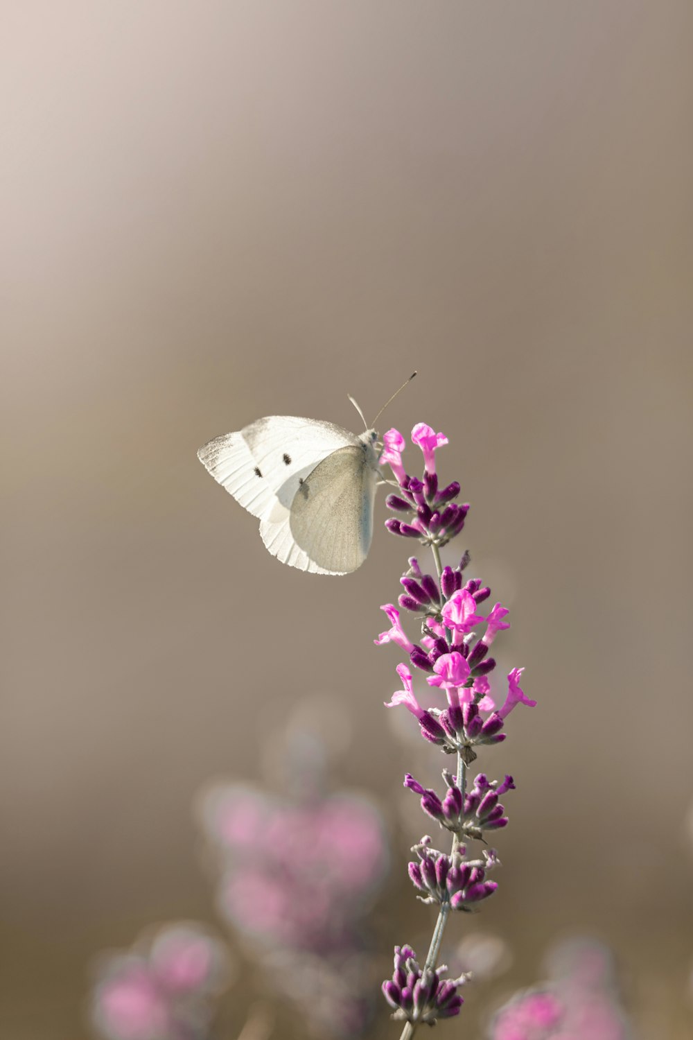 a white butterfly sitting on top of a purple flower