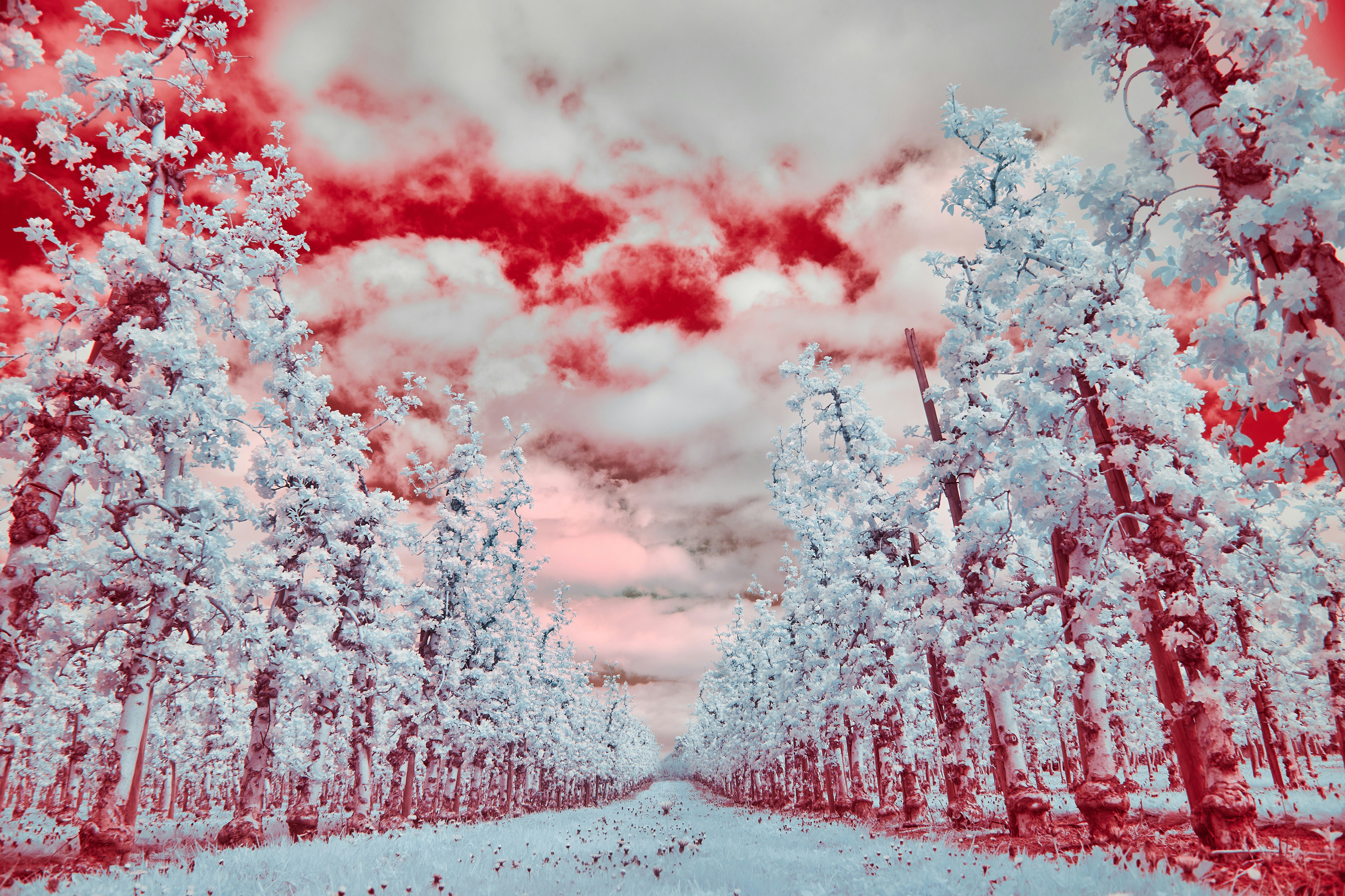 Photo by wolfgang_hasselmann