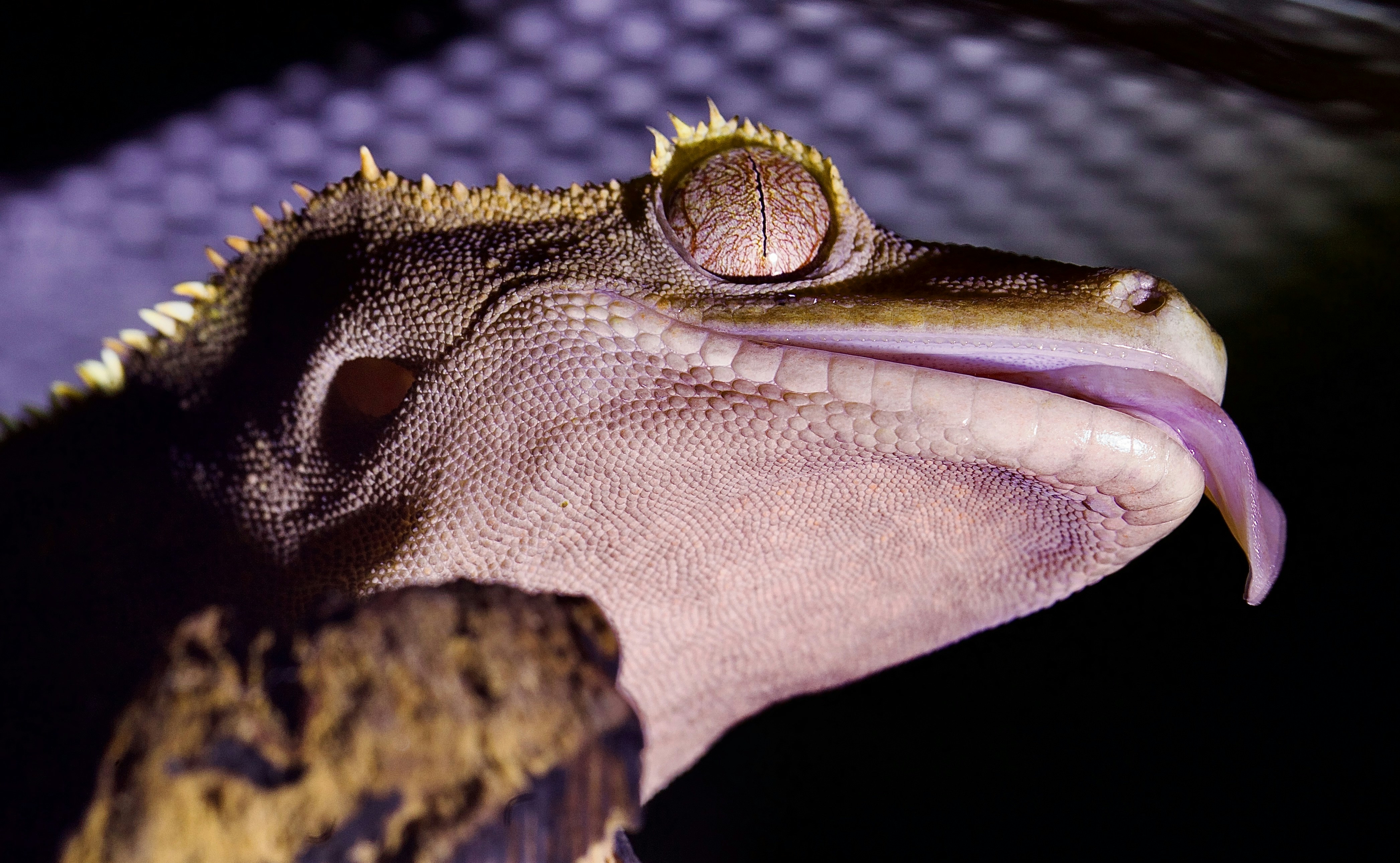 ZaZoo Reptiles's image