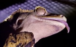 A close-up of a reptile, possibly a gecko, with textured skin and spiny protrusions. The reptile's eyes are large and prominent, and its tongue is extended slightly. The lighting casts a dramatic shadow across its face.