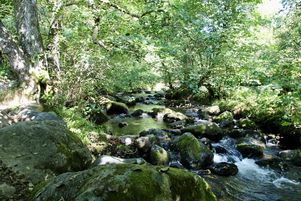 a stream running through a lush green forest