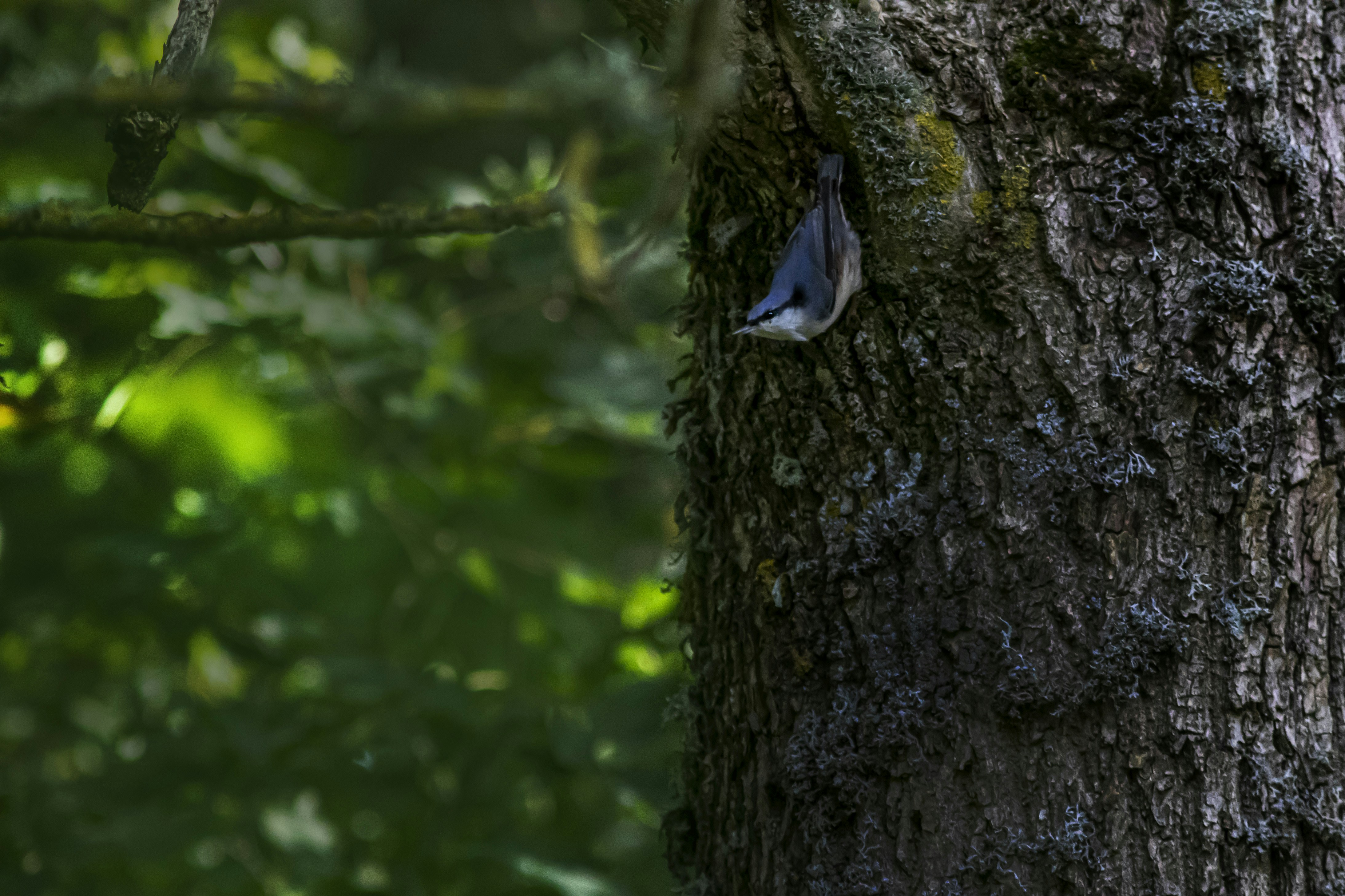 Photo by erik_karits