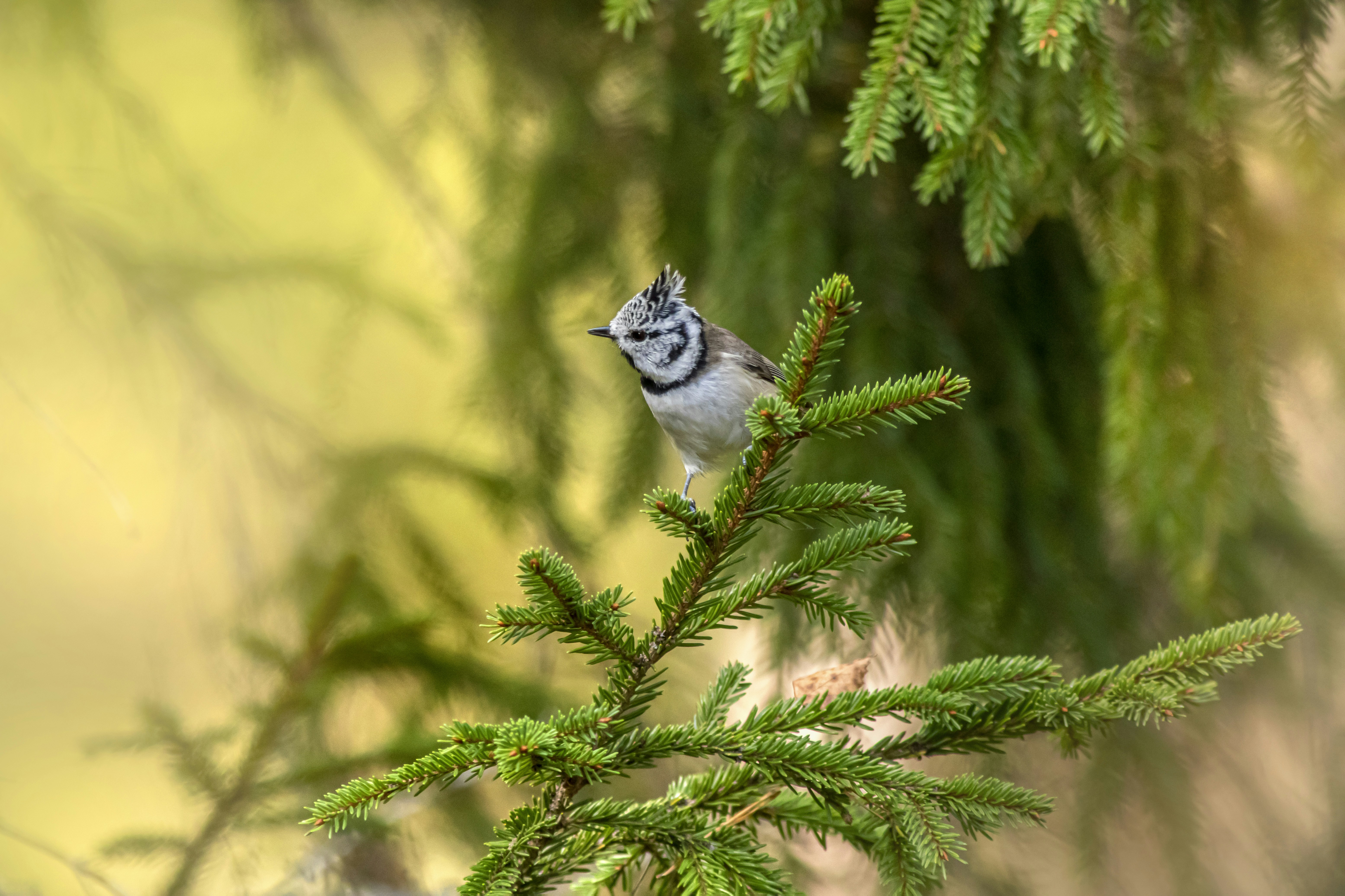 Photo by erik_karits