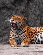 Volunteers releasing a rescued jaguar back into the wild
