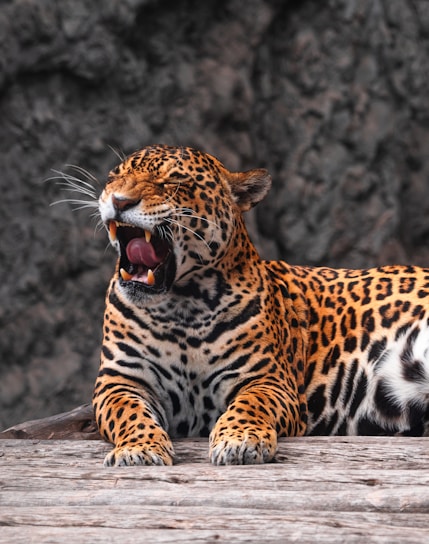 A jaguar lies on a wooden surface with its mouth wide open, displaying its sharp teeth. The fur is vivid with a striking pattern of black rosettes on a golden background. The blurry background consists of textured rock formations, creating a natural setting.