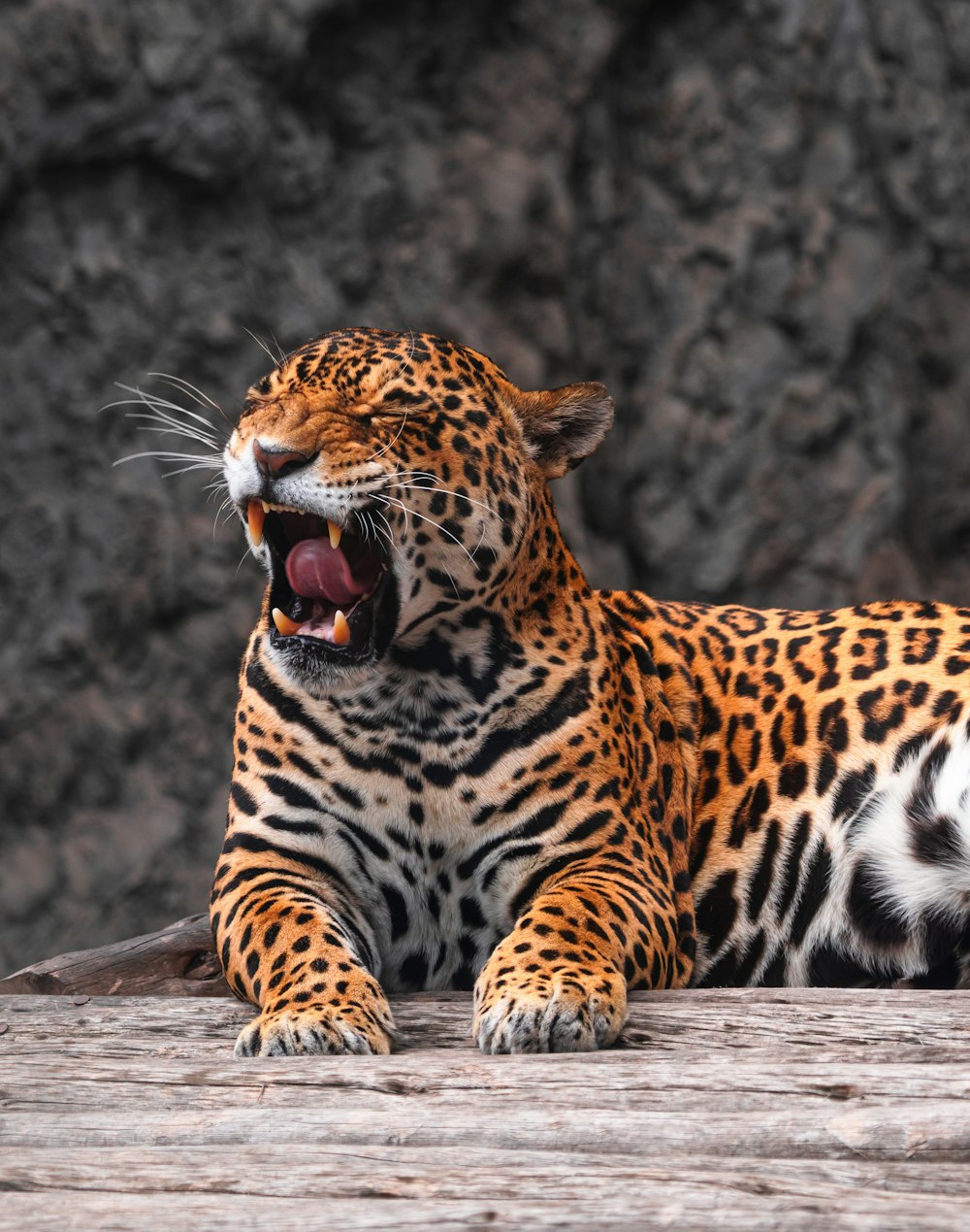 un grande leopardo che giace sopra un pavimento di legno