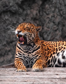 A jaguar lies on a wooden surface with its mouth wide open, displaying its sharp teeth. The fur is vivid with a striking pattern of black rosettes on a golden background. The blurry background consists of textured rock formations, creating a natural setting.