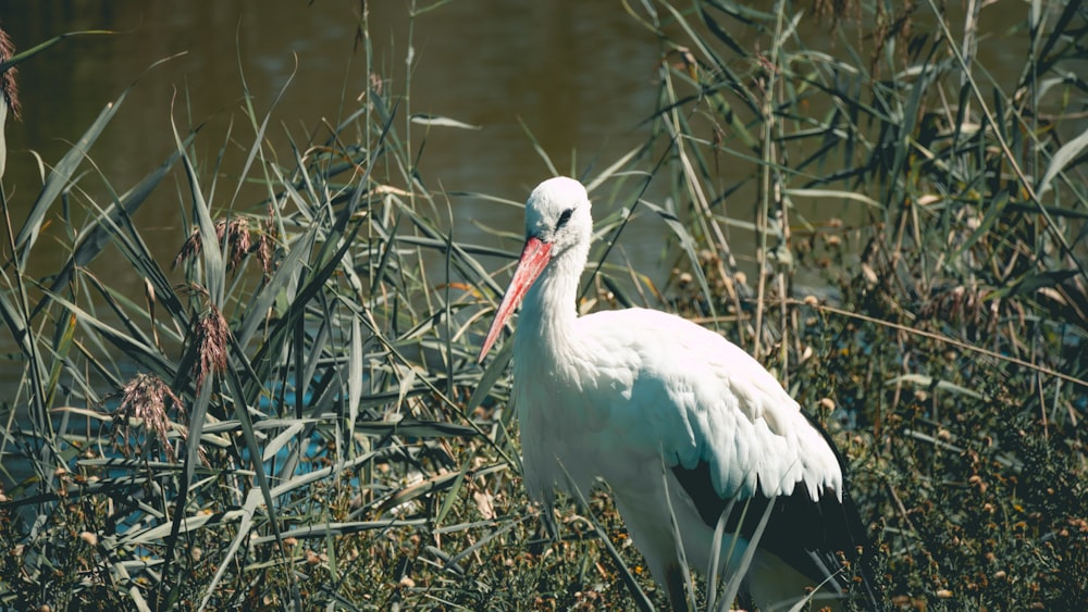 a white bird with a red beak standing in tall grass