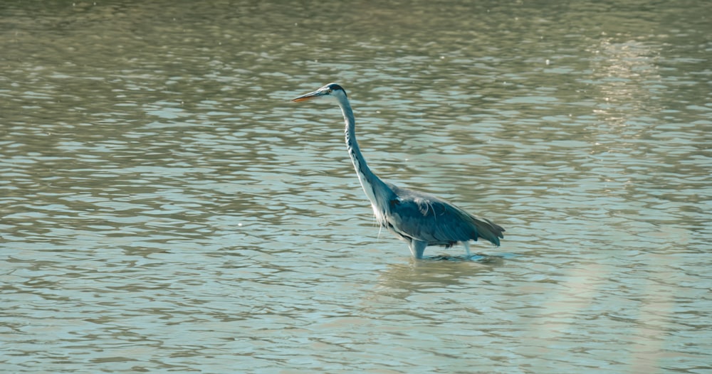 Un gran pájaro azul parado en un cuerpo de agua
