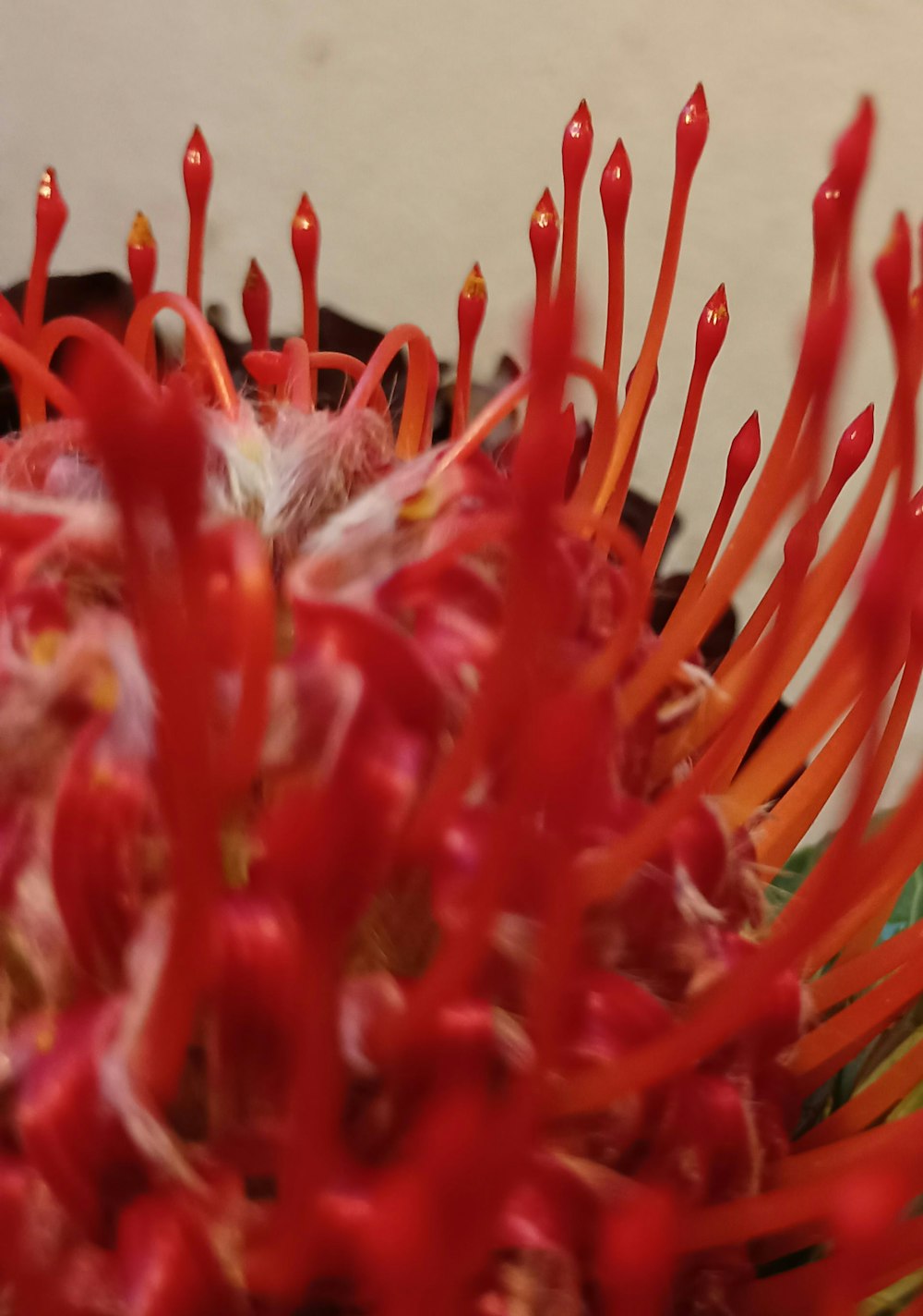 a close up of a red flower on a table