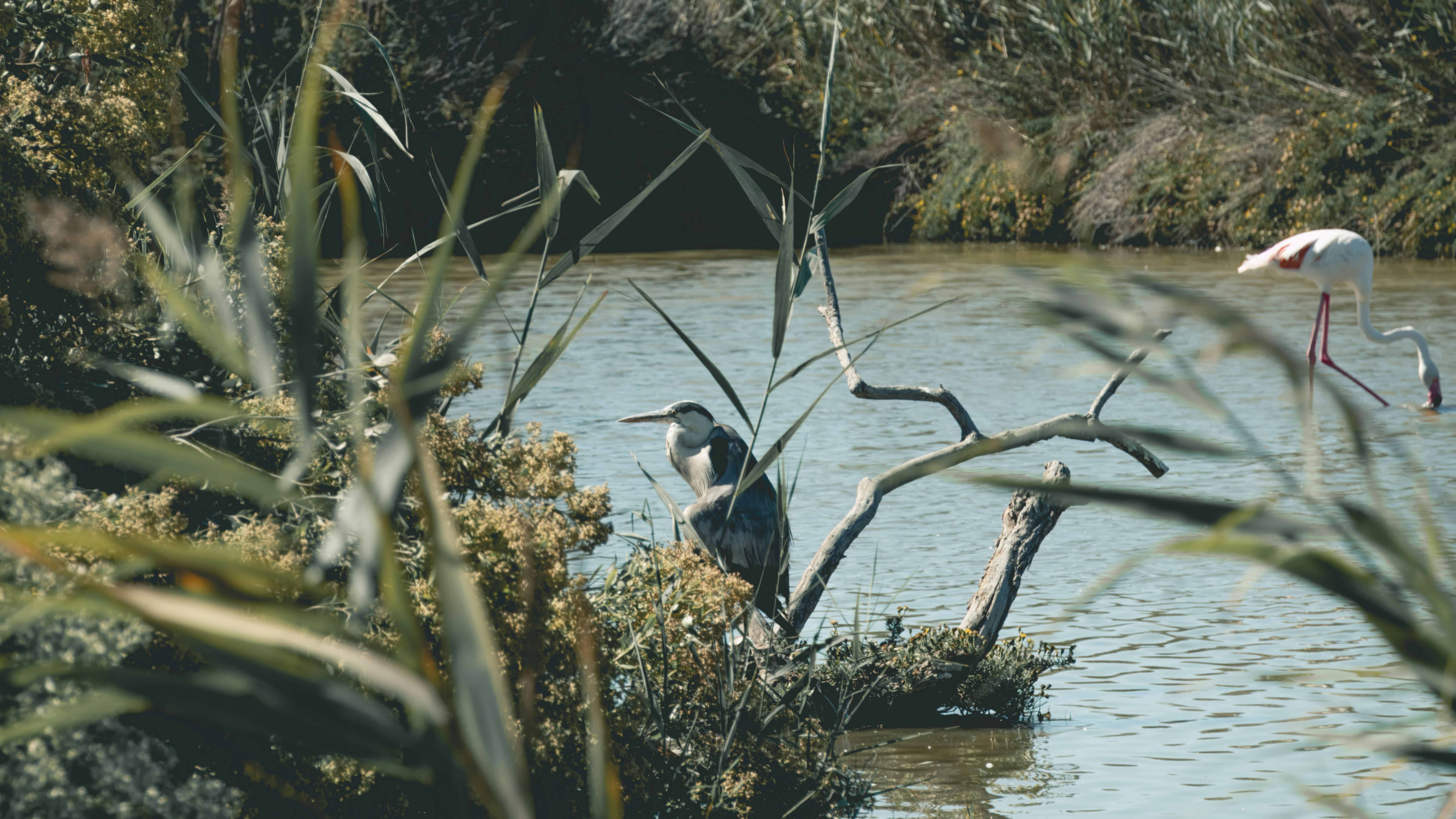 a couple of birds that are standing in the water, Parc Ornithologique du Pont de Gau