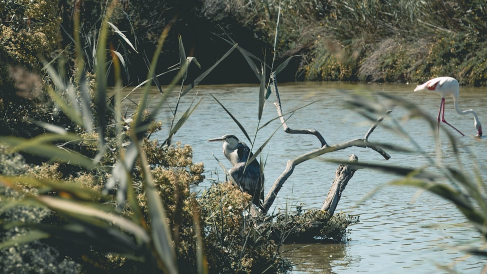 a couple of birds that are standing in the water