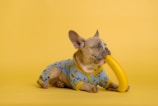 A small dog with light brown fur is wearing a blue outfit adorned with banana patterns. The dog is playfully holding a yellow banana toy with its mouth while lying on a yellow background.